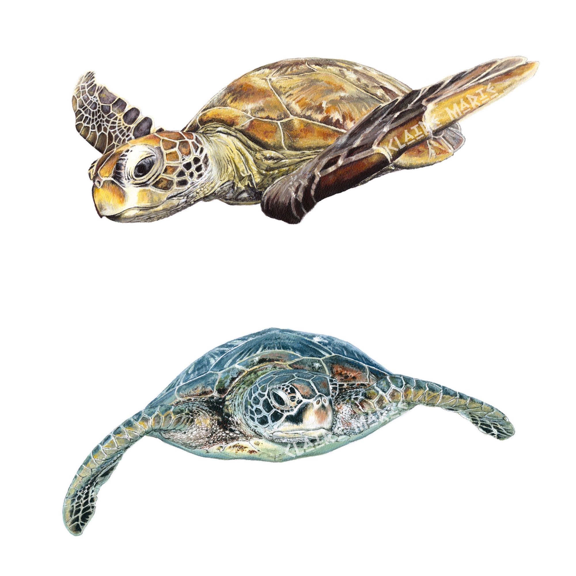 Did you know these five facts about sea turtles?