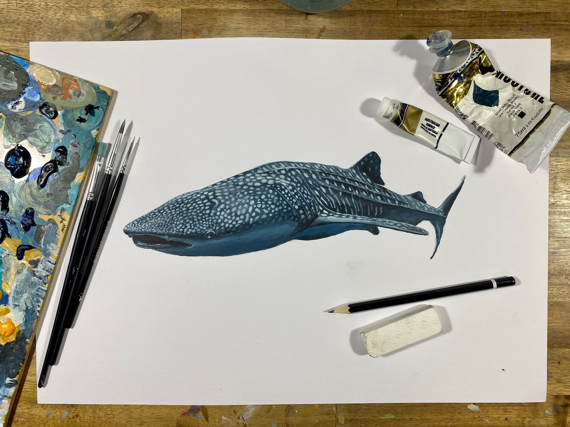 "Willow the Whale Shark" update